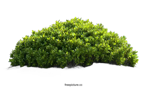 [Transparent Background PNG]Green Bush Isolated on White Background