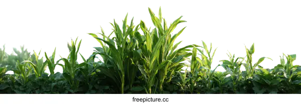 [Transparent Background PNG]Fresh Green Cornfield Landscape