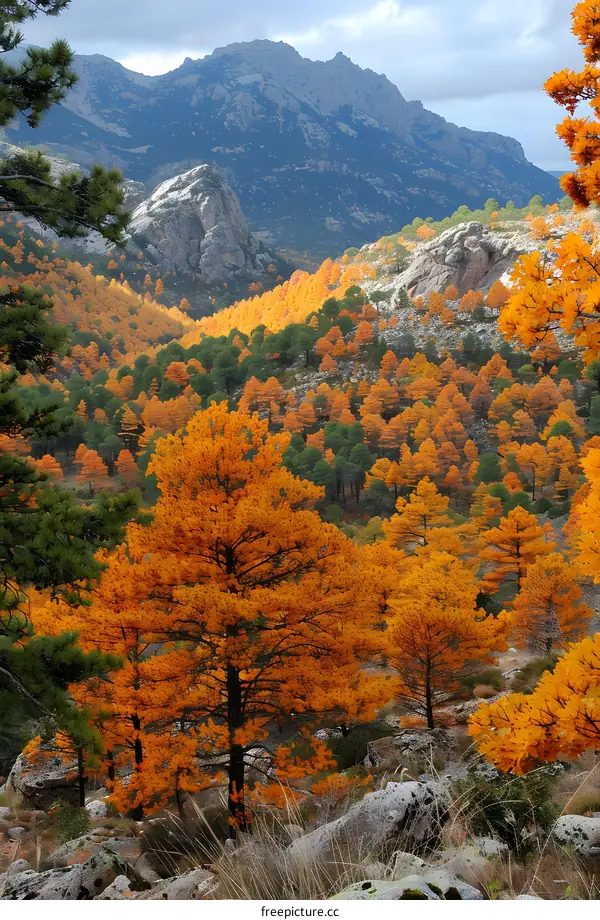 Autumn Foliage in the Mountains with a View of the Valley