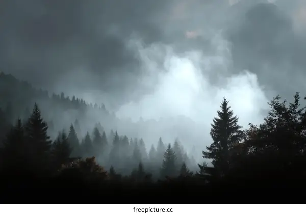 Misty Mountain Forest Scenery