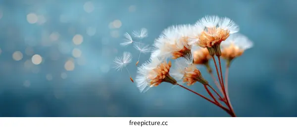 Beautiful Dandelion Seeds Floating in the Air