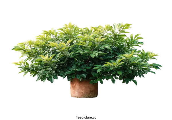 [Transparent Background PNG]Potted Plant with Lush Green Foliage