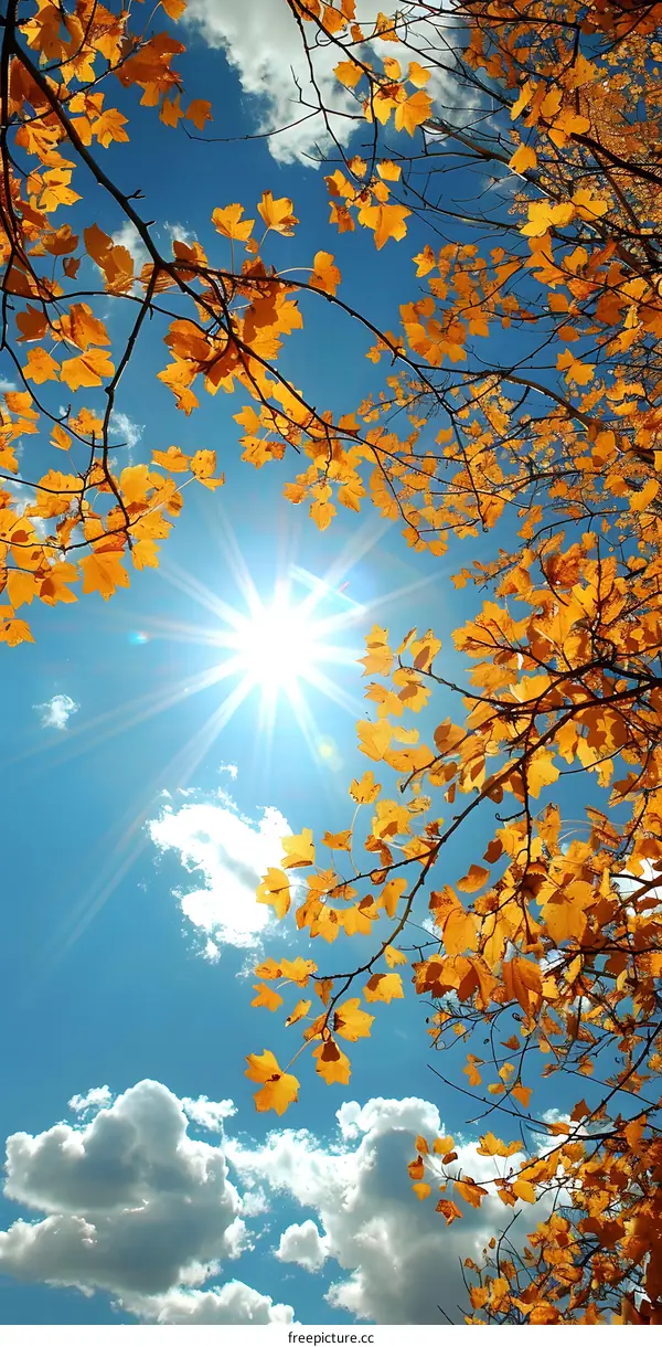 Sun shining through the fall leaves of a tree