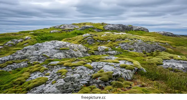 Green Moss Covering Rocks In Landscape