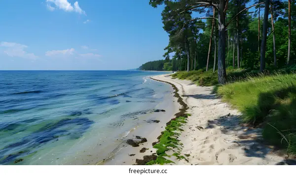 Beach with white sand and green trees