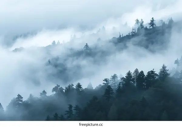 Misty Forest Landscape with Trees