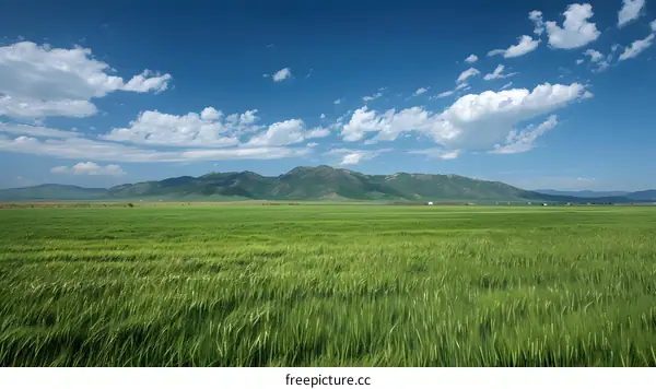 Green wheat field with mountains in the distance