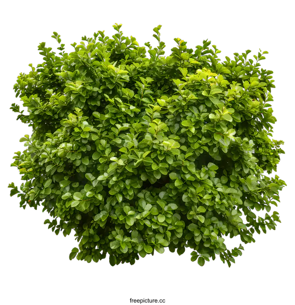 [Transparent Background PNG]Green Bush With White Background