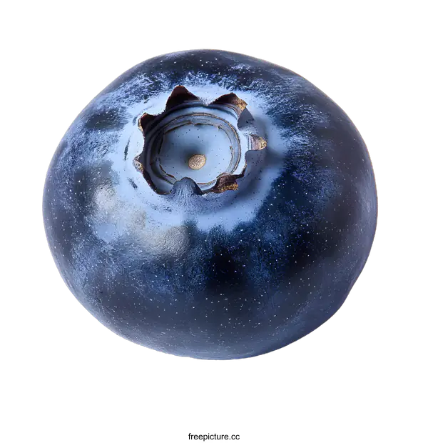 [Transparent Background PNG]Close Up of a Single Blueberry on White Background