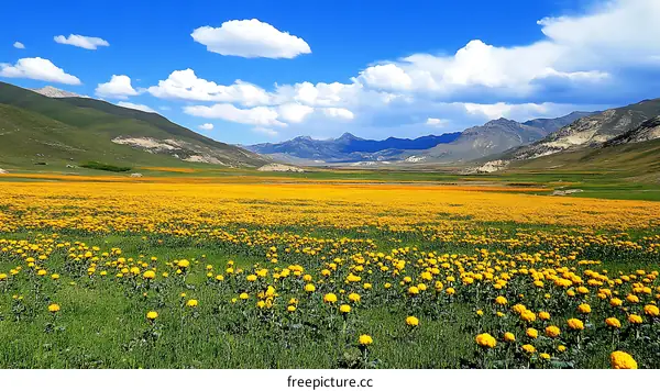 A Vast Field of Yellow Flowers Under a Blue Sky