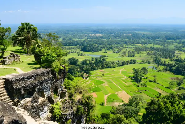 Aerial View of Lush Green Rice Paddies in a Tropical Country