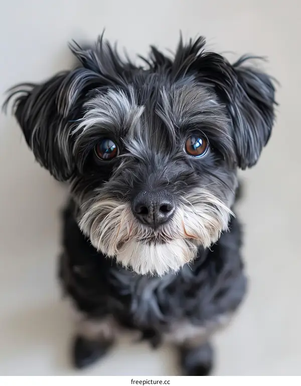 A cute black dog looking up at the camera