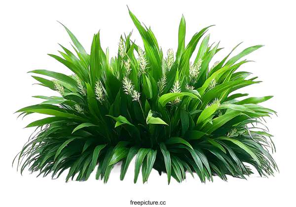 [Transparent Background PNG]Green Plant Bush with White Flowers