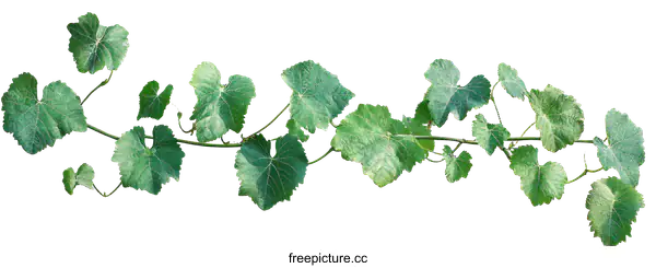 [Transparent Background PNG]Green Grapevine Branch with Leaves