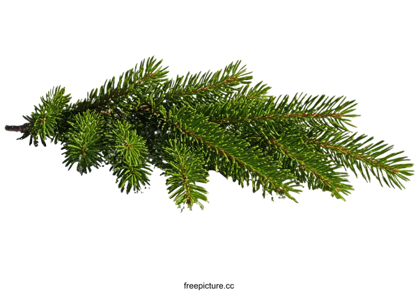 [Transparent Background PNG]Winter Evergreen Branches with Snow