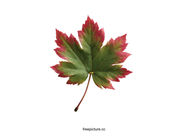 [Transparent Background PNG]Autumnal Maple Leaf on White Background