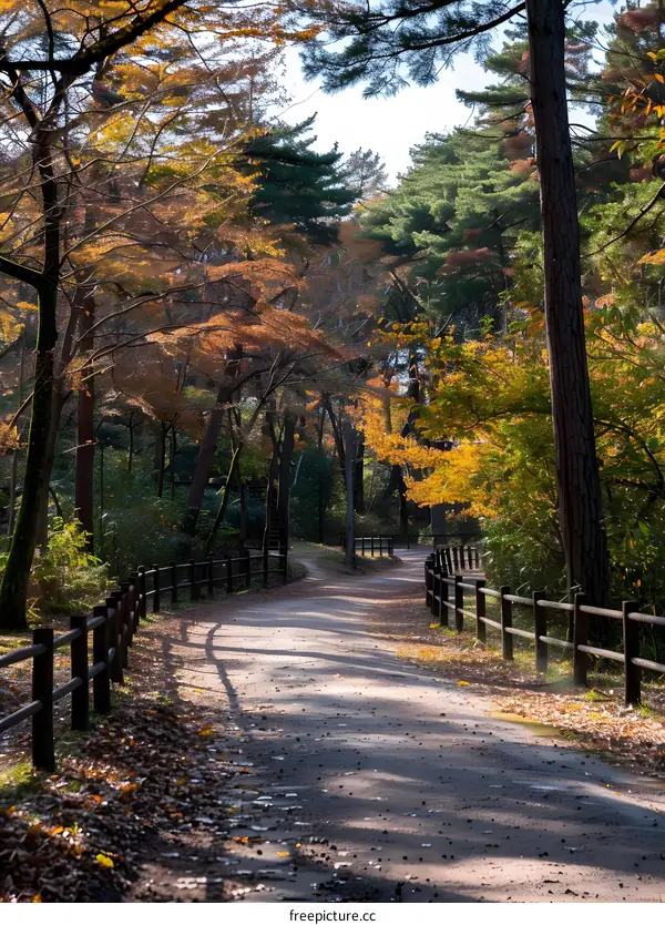 The colorful path in the autumn forest