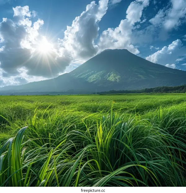 Green Grassy Field with Mountain in Distance