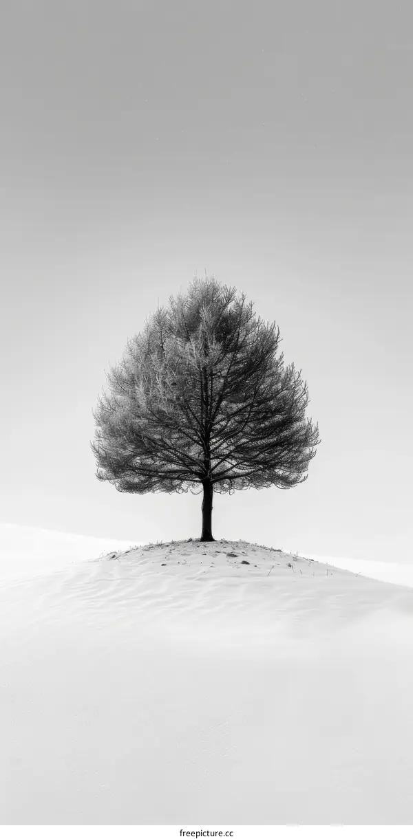 Lonely Tree in Snowy Field