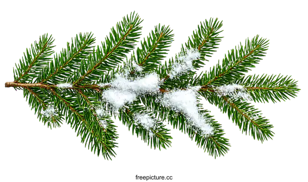 [Transparent Background PNG]Christmas Fir Tree Branch with Snow
