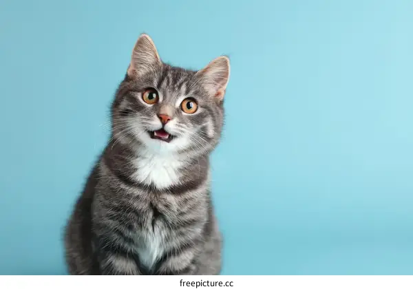 Cute Gray Striped Kitten Portrait Against a Light Blue Background