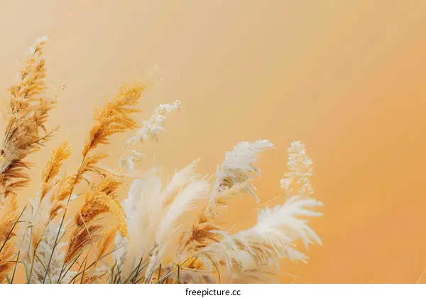 Dried Grass In Front Of Orange Background
