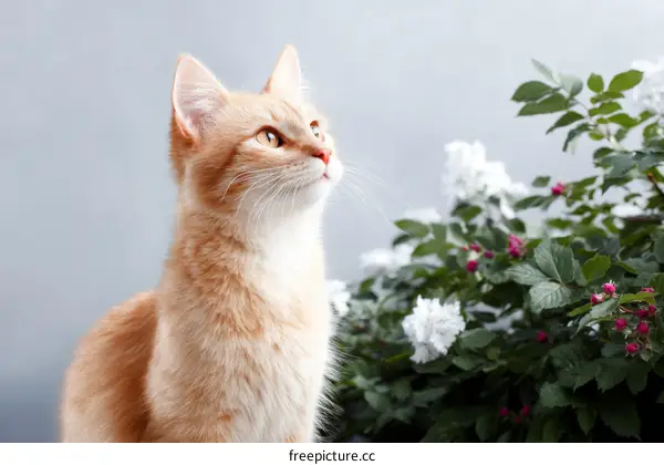 Ginger Cat Admiring the Flowers