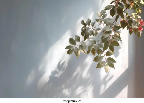 Indoor Plant Shadows on Light Gray Wall