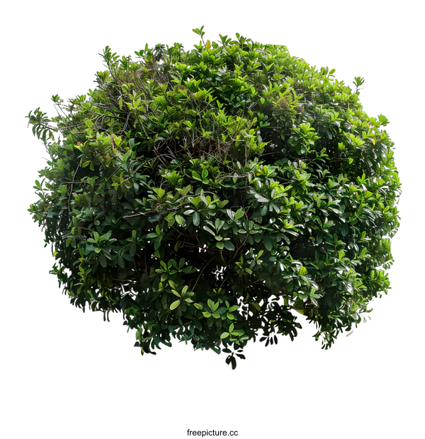[Transparent Background PNG]Green Bush Isolated On White Background