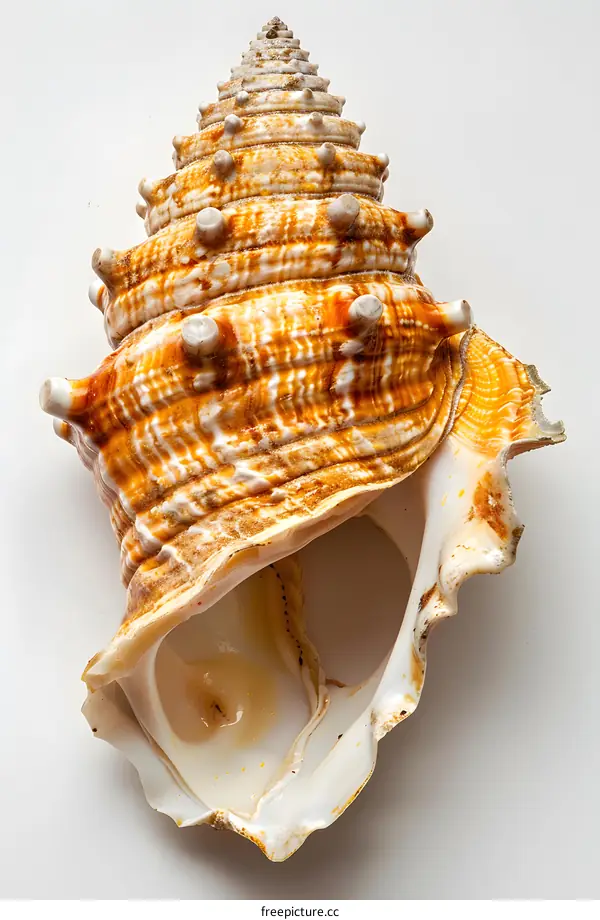Seashell on White Background