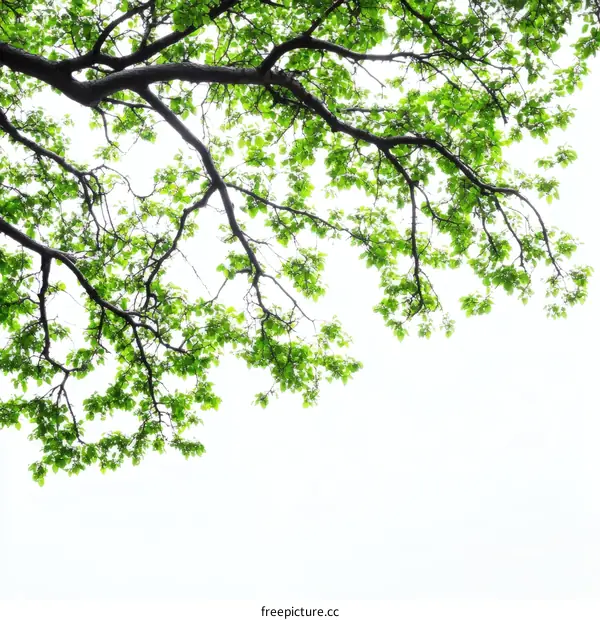 Fresh Green Tree Branches and Leaves against White Background