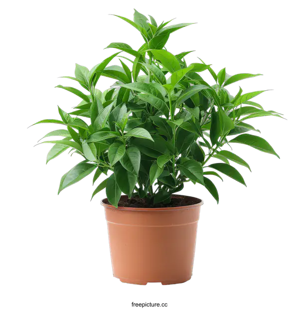 [Transparent Background PNG]A potted plant with green leaves on a black background