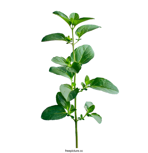 [Transparent Background PNG]Close-up photo of a green plant