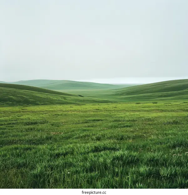 Vast green rolling hills under a grey sky