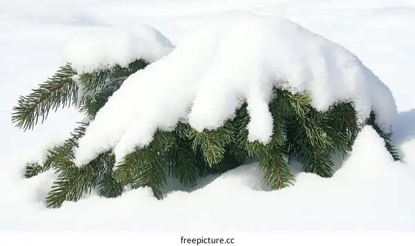 Snowy Evergreen Branch in Winter Landscape