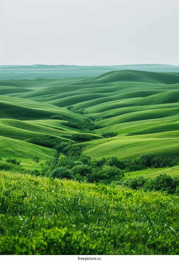 Green rolling hills of the steppe landscape