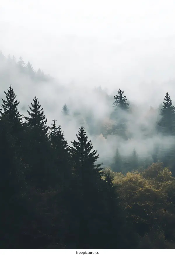 Misty Forest Landscape in Autumn