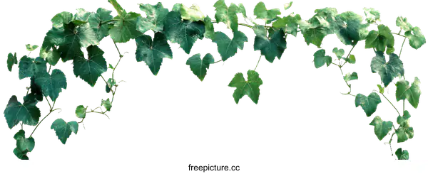 [Transparent Background PNG]Green Ivy Leaves Border Design