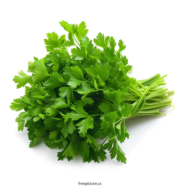 Fresh Parsley on White Background