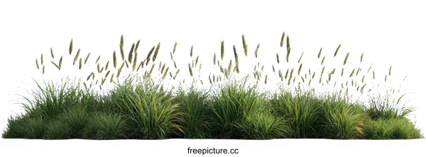 [Transparent Background PNG]Green Grass Border with Different Heights