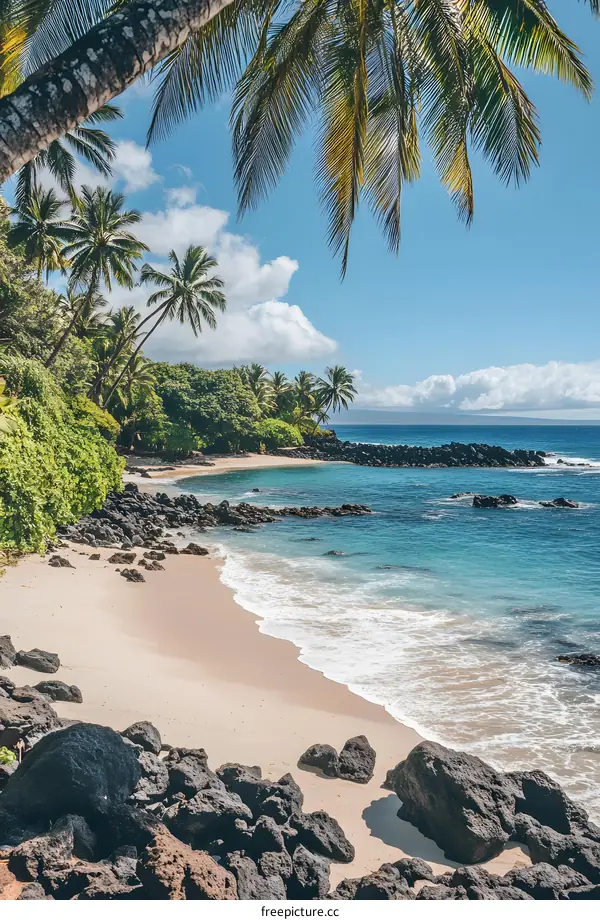 Palm Trees Overlooking Tropical Beach