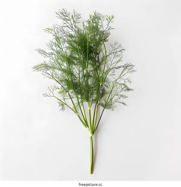 Fresh Green Fennel Sprigs on White Background