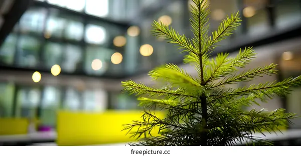 Small Fir Tree in Modern Office Building Interior