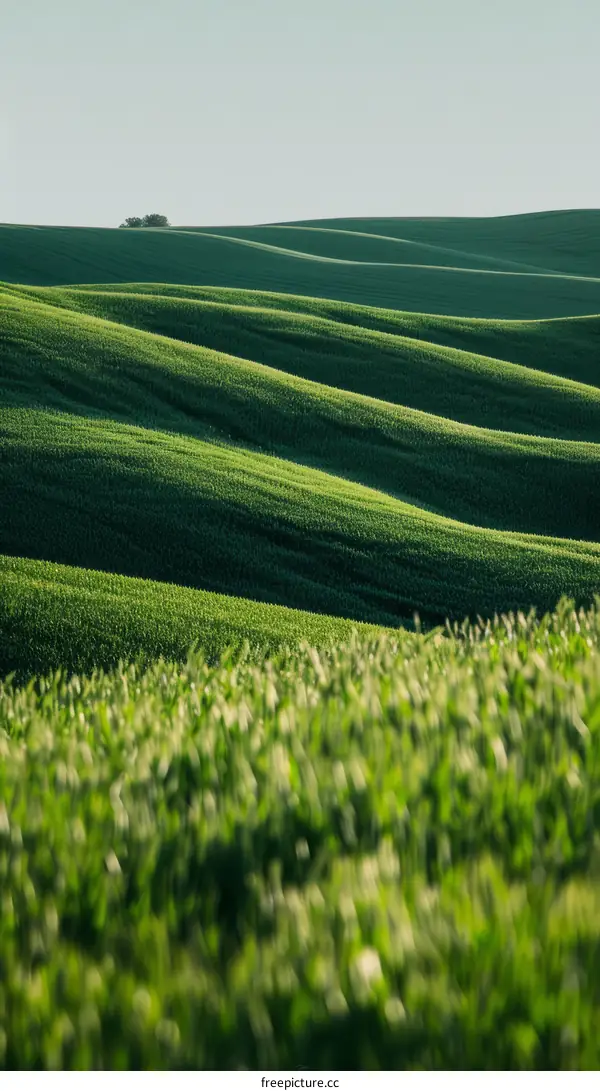 green rolling hills of wheat field