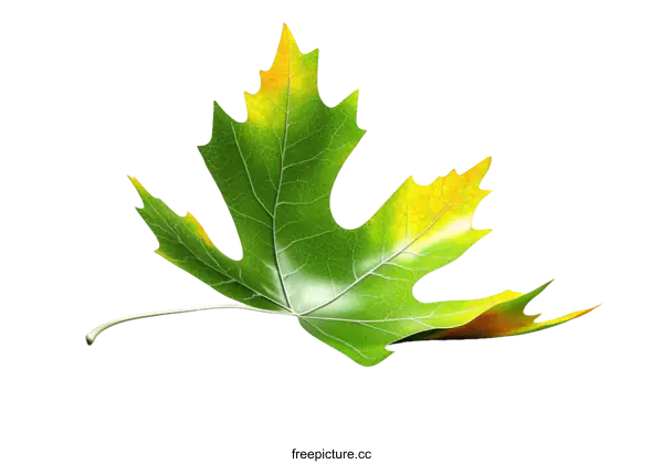 [Transparent Background PNG]Autumn Maple Leaf Illustration Against White Background