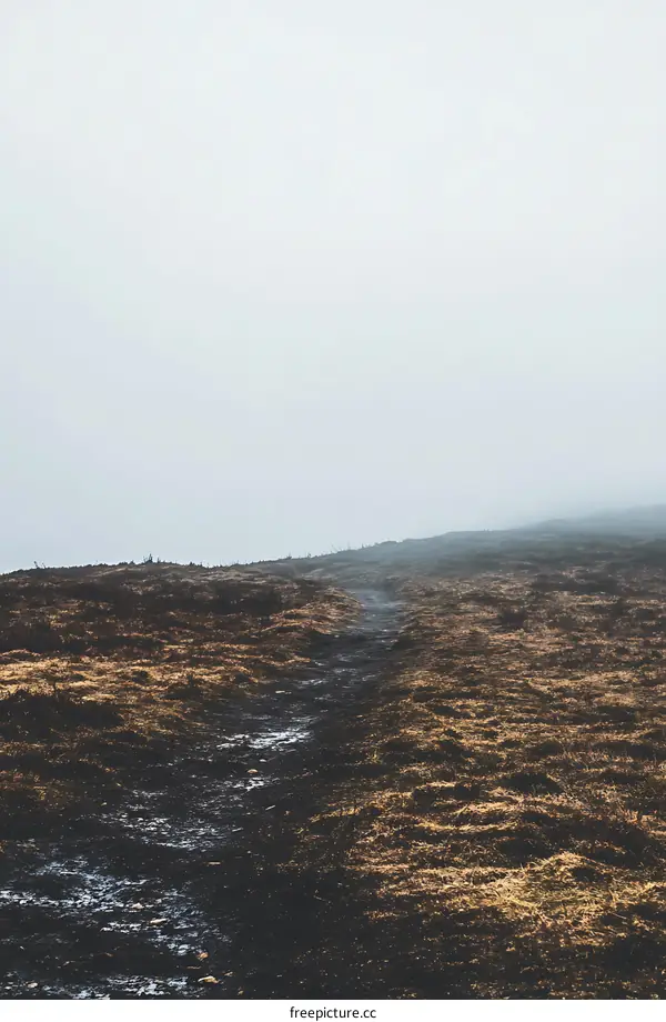 Path Through Misty Meadow