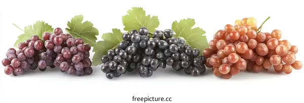 Three Clusters of Grapes with Green Leaves