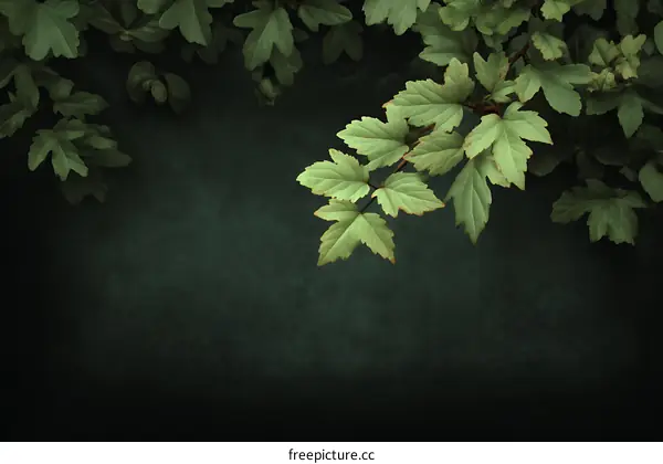 Nature Leaves Dark Background Decorative Image