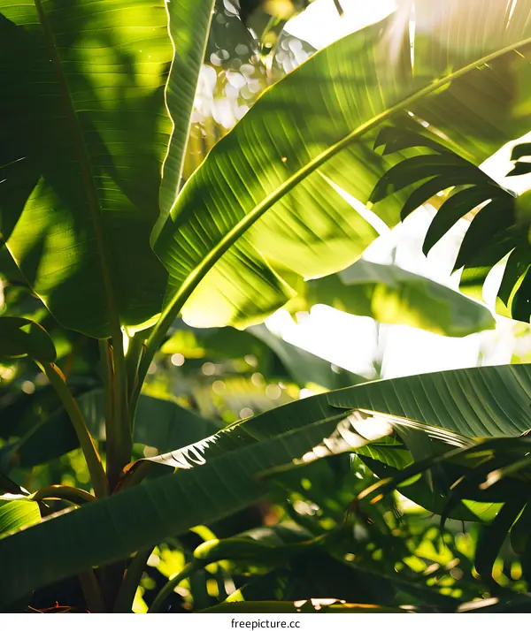 Green Banana Leaf With Sun Shining Through