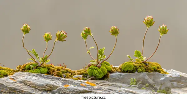 Green Plants Growing on a Rock